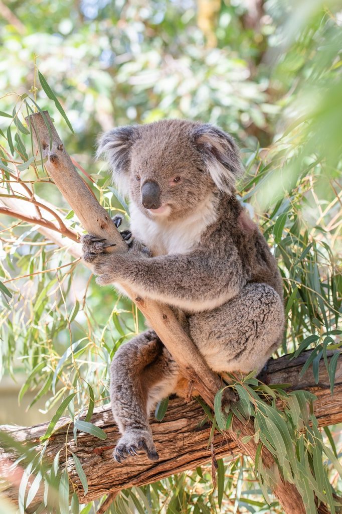 koala, marsupial, herbivore-4757068.jpg